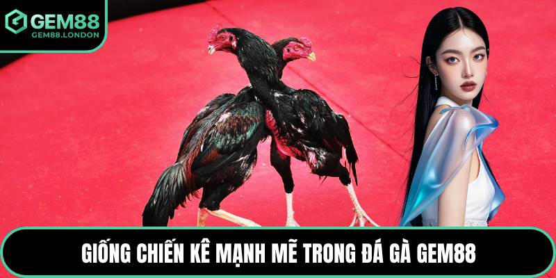 Giống chiến kê mạnh mẽ trong đá gà GEM88